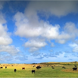 Rich Pastureland and grazing cattle, King Island, Bass Strait, Tasmania