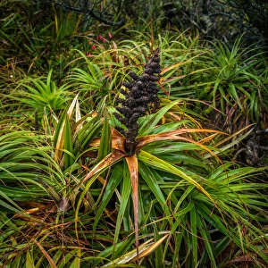 Richea Dracophylla in Southwest Tasmania