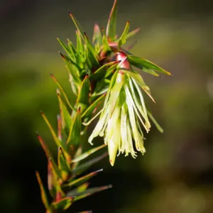 Richea milliganii Richea milliganii