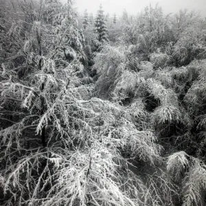 Rila Mountains pine trees covered in snow