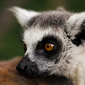 Ring-tail Lemur