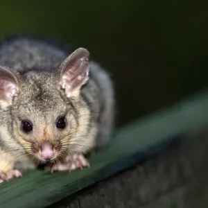 Ringtailed possum