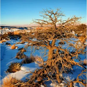 Images Dated 2010 January: 4 Jan 2010