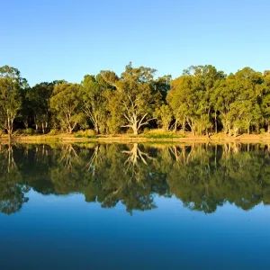 River gums on the Murray River. Australia