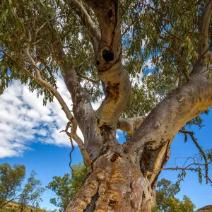 River Red Gum