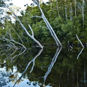 Australian River Reflection Print