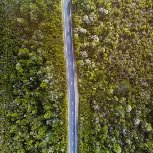 Road Through forest at Waitakere Ranges, Auckland, New Zealand