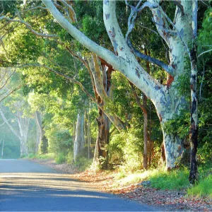 Back road to Narooma, New South Wales, Australia