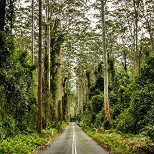 Road through the tall forest in Murramarang National Park, New South Wales