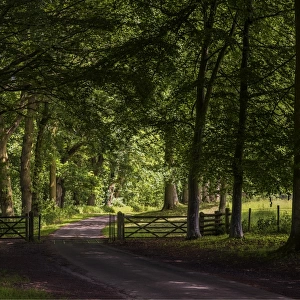 The roadway near Croft castle, Yarpole, Herefordshire, England, United Kingdom