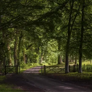 The roadway near Croft castle, Yarpole, Herefordshire, England, United Kingdom