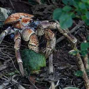 Robber Crab Robber Crab