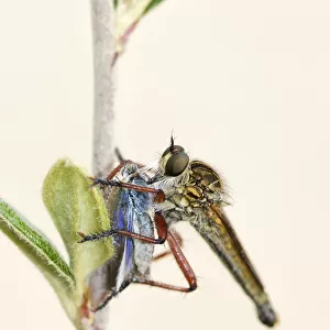 Robber Fly which has captured and eating a Skipper Butterfly