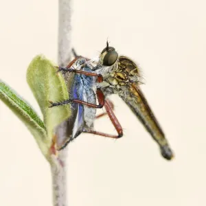 Robber Fly which has captured and eating a Skipper Butterfly Robber Fly which has captured and eating a Skipper Butterfly