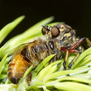 Robber Fly eating a bee Robber Fly eating a bee