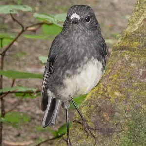 Robin bird - NZ North Island Native Robin