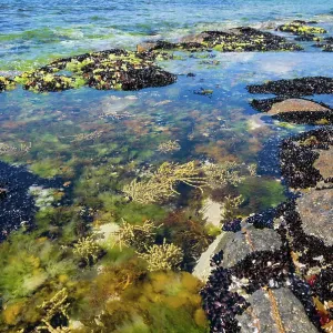 Rockpools at edge of Tessellated Pavement Tasmania Rockpools at edge of Tessellated Pavement Tasmania