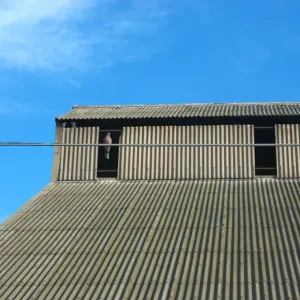 Roof Top Bird on Wire Print