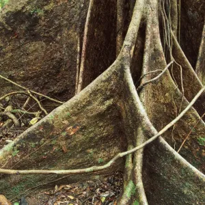 Roots of Rainforest Giant Tree, Daintree National Park, Queensland, Australia Roots of Rainforest Giant Tree, Daintree National Park, Queensland, Australia