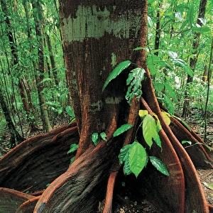 Roots of rainforest giant tree, Mossman Gorge, Daintree National Park, Queensland, Australia