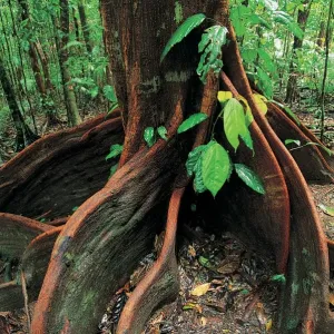Roots of rainforest giant tree, Mossman Gorge, Daintree National Park, Queensland, Australia Roots of rainforest giant tree, Mossman Gorge, Daintree National Park, Queensland, Australia