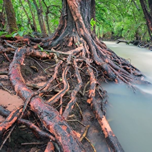 Roots of Rapid Creek