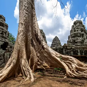 Roots of a Sprung Running along the Gallery of the External Enclosure of Banteay Kdei, Angkor, Siem Reap, Cambodia