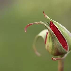 Rosebud with insect