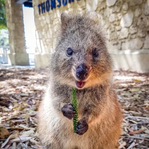 Rottnest Island Quokka Cuteness