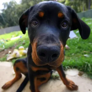 Rottweiler Puppy Print