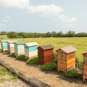 Row of colored beehives in a paddock