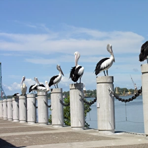 Row of pelicans on bollards