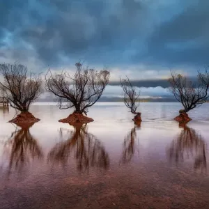 Rows of Willow Trees in Glenorchy Rows of Willow Trees in Glenorchy