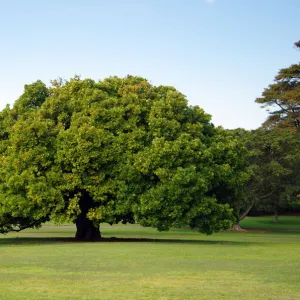 Royal Botanic Garden, Sydney, New South Wales, Australia