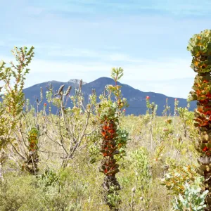 Royal Hakea