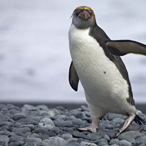 Royal Penguin walking on beach