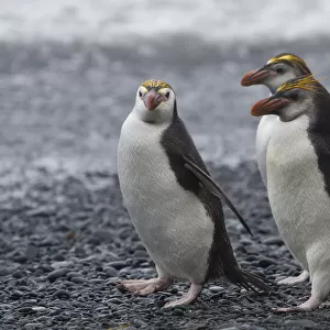 Three Royal Penguins walking on beach