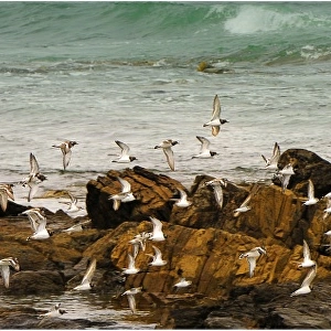 Ruddy Tern-stones on the wing, west coastline of King Island, Bass Strait, Tasmania, Australia