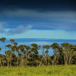 Rural and coastal viewpoint through Melaleuca trees, King Island, Bass Strait, Tasmania, Australia