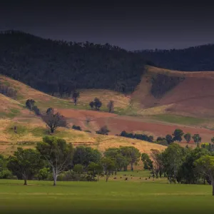 Rural landscape of beautiful farmland in the Upper Murray valley region