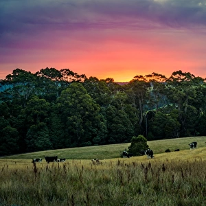 Rural scene in Great Otway National Park, Victoria