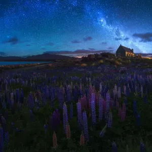 Russel Lupines and Church of The Good Shepherd, Lake Tekapo, New Zealand