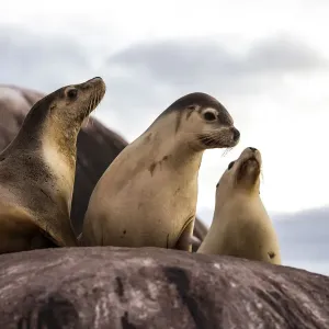 SA Seal of approval