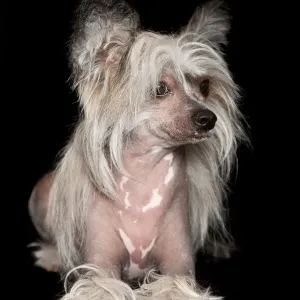 Sable and White Chinese Crested Dog Print Sable and White Chinese Crested Dog Print