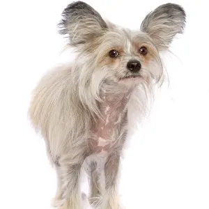 Sable and White Chinese Crested Dog Print Sable and White Chinese Crested Dog Print