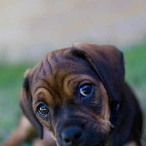 Sad eyes puppy