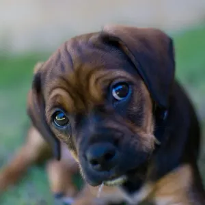 Sad eyes puppy Sad eyes puppy