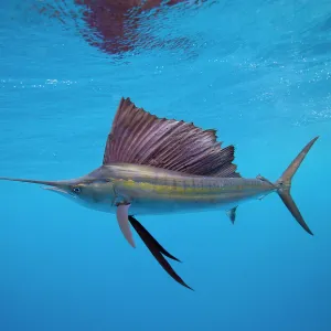 Sailfish Off Isla Mujeres