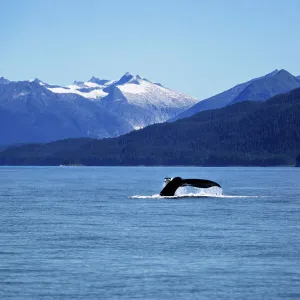 The Sailing of a Humpback Whale and Display of its Tail in Juneau, Alaska, United States of America