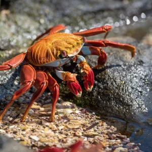 Sally lightfoot crab, GalAapagos Islands